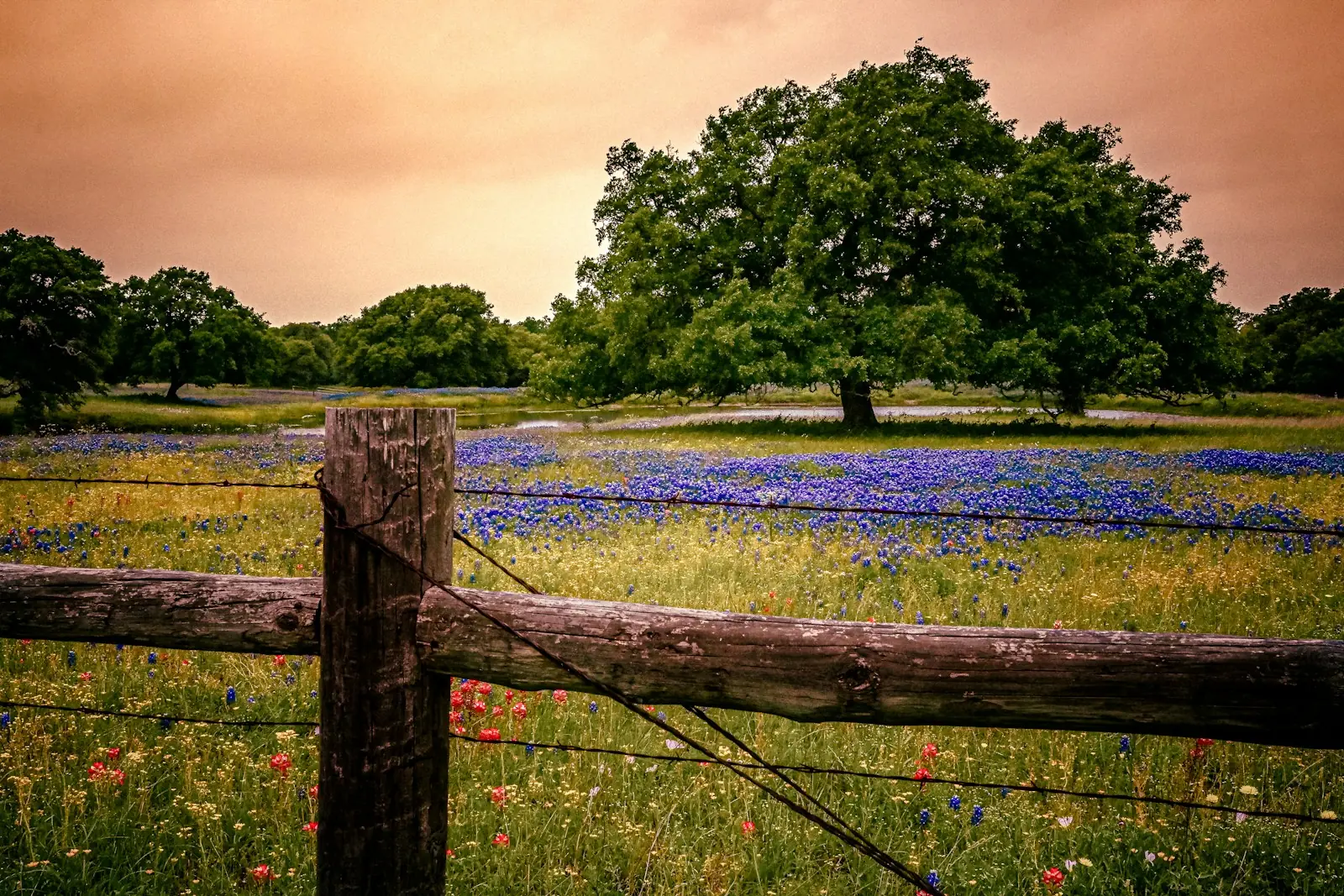 Live oak and bluebonnets along a split-rail fence in the Texas Hill Country